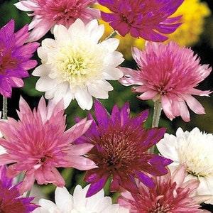 50+ seeds lovely Immortelle Xeranthemum annuum mix