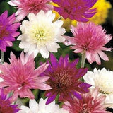 50+ seeds lovely Immortelle Xeranthemum annuum mix