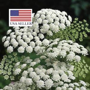 Ammi Majus ~1200 Seeds (1 gram) - Bishop's Flower, Laceflower Hardy Annual