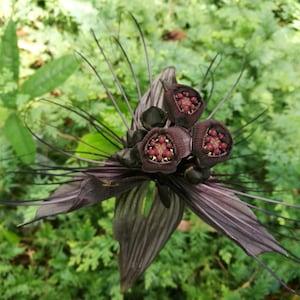 Tacca Chantrieri - Black Bat Flower * VERY RARE * - Black Orchid - 20 Seeds - Very Fresh Seeds