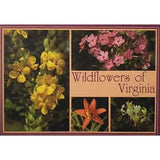 Wildflowers Virginia Series Number 2 Mullein Phlox Day Lily Honeysuckle Postcard