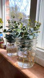 Propagating cuttings in water - the lazy method - Valley Gardens Flower Delivery