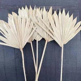 Palmblad Gedroog Dried Natural Flowers - Dry Palm Leaves Wall Hanging Decoration
