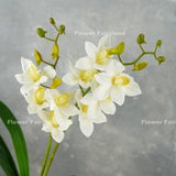 Faux Cymbidium Hybrid Orchid | High Quality Artificial Flower | DIY Floral | Wedding/Home Decoration | Gifts - White
