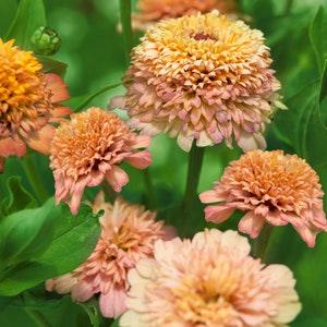 25 Cresto Peach Zinnia Seeds / Zinnia Elegans / Cut Flower / Cupcake Flower / English Garden / Wildflowers / Cottage / Bouquet Flowers