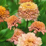 25 Cresto Peach Zinnia Seeds / Zinnia Elegans / Cut Flower / Cupcake Flower / English Garden / Wildflowers / Cottage / Bouquet Flowers