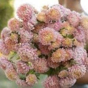 China Aster king Size ??Tower Chamois Apricot??  SEEDS Callistephus chinensis cut flower bouquet  Dizzy Bees Urban Garden combined shipping