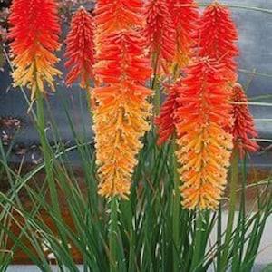 50+ Kniphofia Red Hot Poker Seeds-poker plant-knofflers--Kniphofia Uvaria-Attracts hummingbirds-Torch Lily Plant-Excellent Perennial-B670