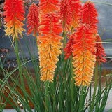 50+ Kniphofia Red Hot Poker Seeds-poker plant-knofflers--Kniphofia Uvaria-Attracts hummingbirds-Torch Lily Plant-Excellent Perennial-B670