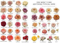 Vip Roses assortment Flower Delivery