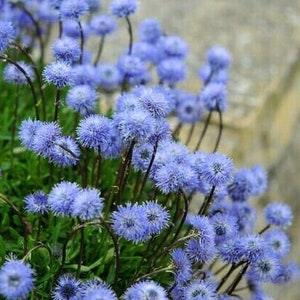 GLOBE FLOWER Perennial GLOBULARIA Punctata Europe, 10 Seeds