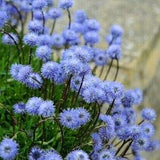 GLOBE FLOWER Perennial GLOBULARIA Punctata Europe, 10 Seeds