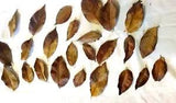 25 Mulberry Leaves Dried Naturally Variegated Brown Dark Veins Assorted sizes