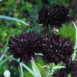100 Double Black, Edible Cornflower Seeds, Gothic Garden, Centaurea Cyanus, Tall CN011C
