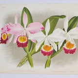 Cattleya eldorado Lindeni / Oweni - Original Large Antique Orchid Print 1880s - orchidaceae,botanical,botany,plant,flower,linden,orchidee