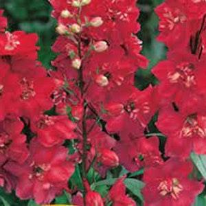 Delphinium Tall Flowered Flowers Seeds "Red King" 0,2 g Natural Farmer's Dream ???????????????????? ???????????????????????? ?????? ????????