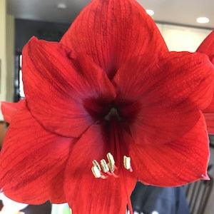Red Amaryllis -Can be Grown from Seeds- (Hippeastrum spp.) Christmas Flower