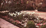 Bellingrath Gardens Mobile Alabama Azaleas Lilies Camellias 1951 Postcard