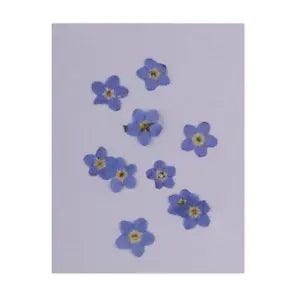 10pcs Pressed Real Dried Flowers  for Resin Ornament Jewelry Making