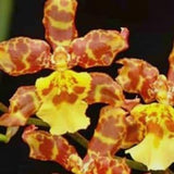 Wilsonara Pacific Passage peach clobber-orchid seedling plug~pansy orchid live plant