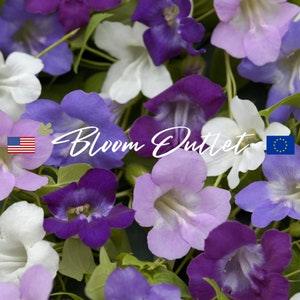 20 Asarina Formula Mix Climbing Twining Snapdragon Seeds*Up to 11.5 ft Vine*Asarina scandens*Fence Trellis Pergola Plants*Container Gardens