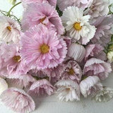 20 seeds Cupcake Blush Cosmos, Novel and Elegant Organic