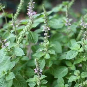 LARGE PACKET | 325+ Seeds of Green Stem Holy Basil- Ships From Canada | Vegetable Seeds. New Active