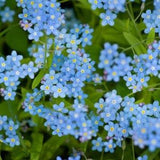 500 Royal Blue Myosotis Seeds - flower plants - Reproducible Farmer Seeds - untreated