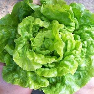 200 Seeds- Organic Tom Thumb  Lettuce Seeds -Z102-Lactuta Sativa- (Non GMO)-Excellent Lettuce