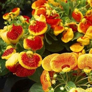 50 Seeds-Rare Slipper Mix Flower Seeds-Calceolaria Herbohybrida-Fascination Mix -Lady's Purse-Pocket Book Plant-pv464-Slipperwort