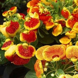50 Seeds-Rare Slipper Mix Flower Seeds-Calceolaria Herbohybrida-Fascination Mix -Lady's Purse-Pocket Book Plant-pv464-Slipperwort