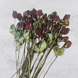 Dried Red Rose Flower Stems