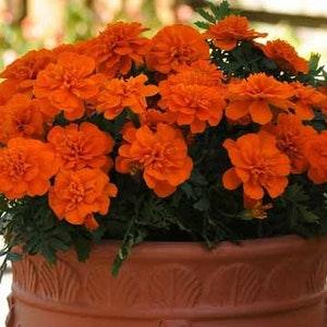 French Marigold Taenzerin - Tagetes patula - Annual Flower Seeds
