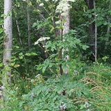 BAI ZHI, Angelica dahurica, 5 Seeds