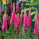 SPIKED SPEEDWELL VERONICA Spicata Pink Flower Hardy Perennial Compact 20 Seeds