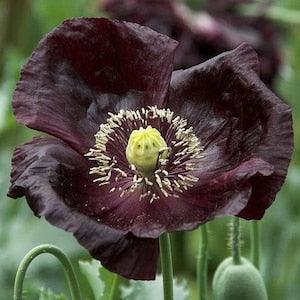50+ Black Beauty Poppy Seeds / Flower Seeds/ Poppies / English Garden / Papaver somniferum / Breadseed / wildflowers / cottage flower