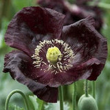 50+ Black Beauty Poppy Seeds / Flower Seeds/ Poppies / English Garden / Papaver somniferum / Breadseed / wildflowers / cottage flower