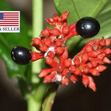 Rauvolfia serpentina - Rauwolfia - Indian Snakeroot - Devil Pepper - 5 Seeds