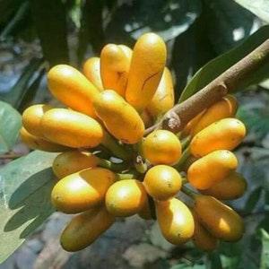 Uvaria Littoralis - 5 Seeds - Uvaria Cordata, Uvaria Macrophylla