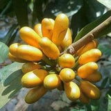 Uvaria Littoralis - 5 Seeds - Uvaria Cordata, Uvaria Macrophylla
