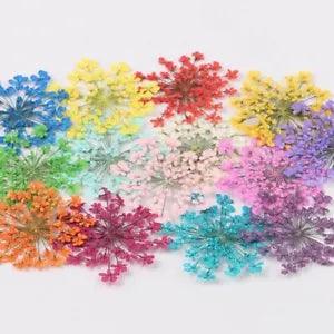 Pressed Dried Ammi Majus Flower Dry Plants Necklace Jewelry Making Craft