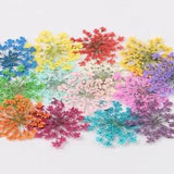 Pressed Dried Ammi Majus Flower Dry Plants Necklace Jewelry Making Craft