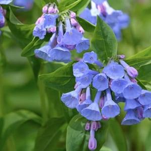 10 seeds / Rare Virginia Bluebells Flower Seeds / Mertensia virginica / (GP-4)