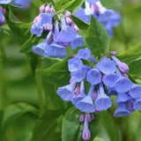 10 seeds / Rare Virginia Bluebells Flower Seeds / Mertensia virginica / (GP-4)