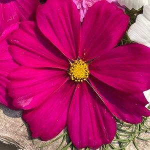 Hot Pink Magenta COSMOS SEEDS cut flower bouquet florist wedding bouquet from Urban Food forest/garden