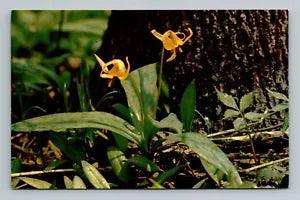 Yellow Adder's Tongue Trout Lily Flower Kalamazoo Nature Center MI Vtg Postcard