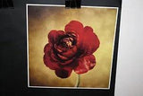 Howard Waisman "Crimson Ranunculus" 11.75x11.75 Art Print Flower Floral Plant
