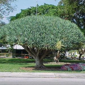 Dracaena Draco - Dragon Blood Tree Seeds !! Very Fresh Seeds - 10 Seeds