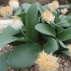 Paintbrush Flower - Haemanthus albiflos - Rare Plant Species