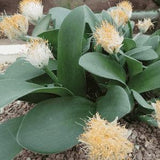 Paintbrush Flower - Haemanthus albiflos - Rare Plant Species